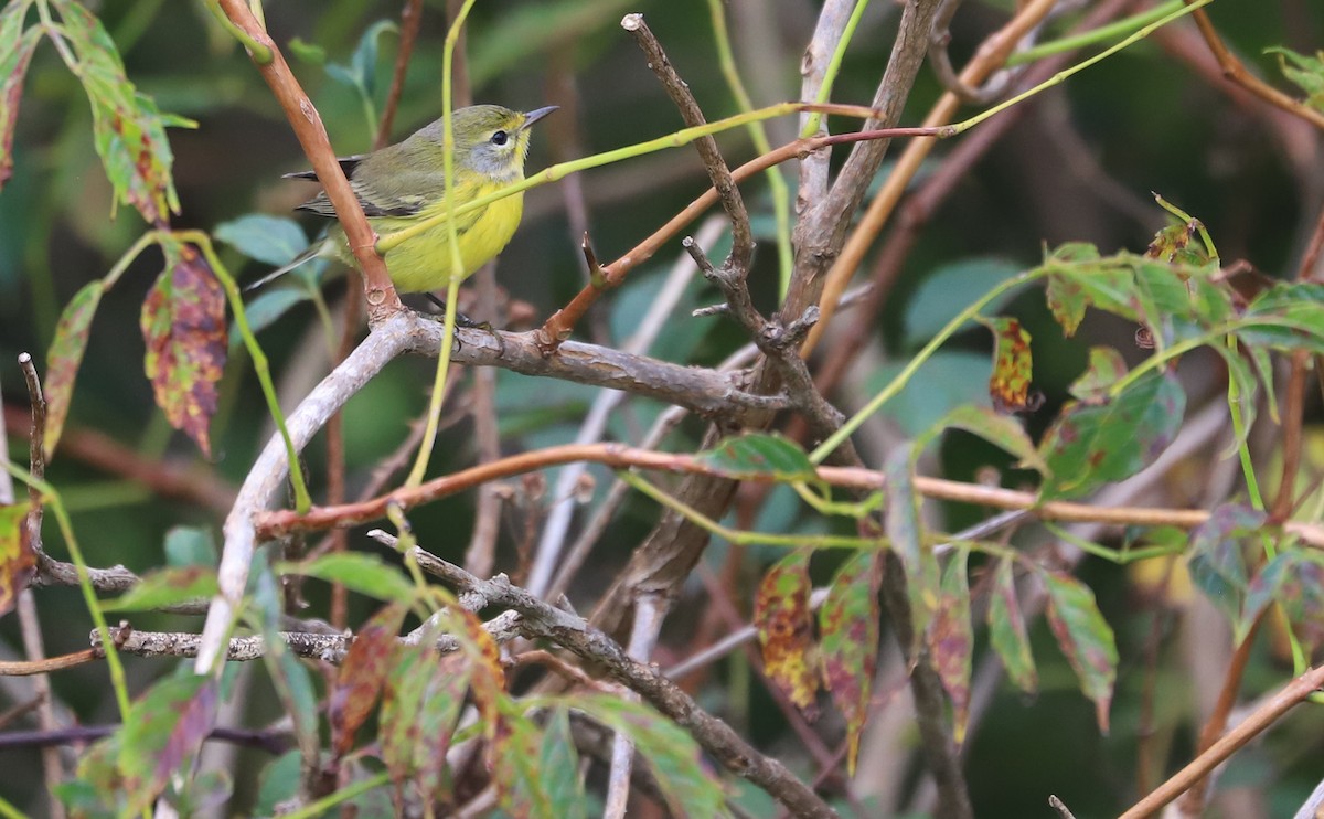 Prairie Warbler - ML641890188