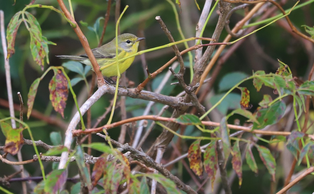 Prairie Warbler - ML641890196
