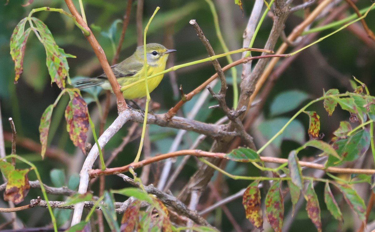 Prairie Warbler - ML641890197