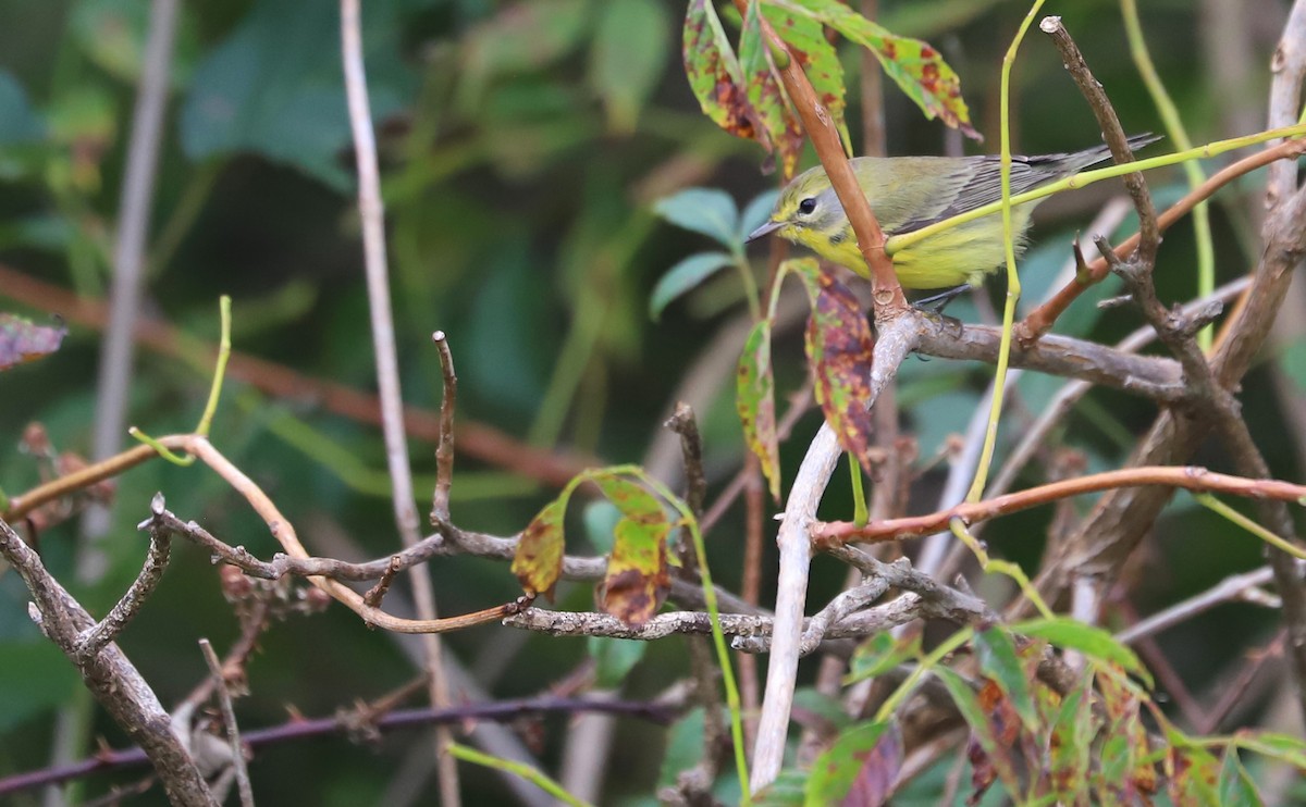 Prairie Warbler - ML641890199