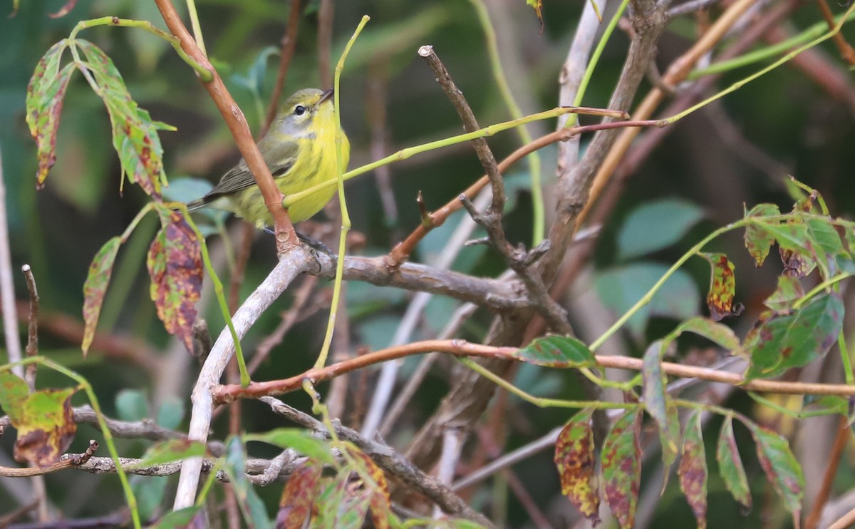 Prairie Warbler - ML641890205