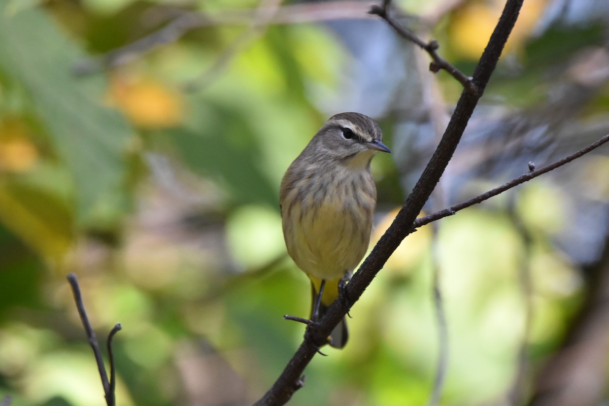 Palm Warbler - ML641890208
