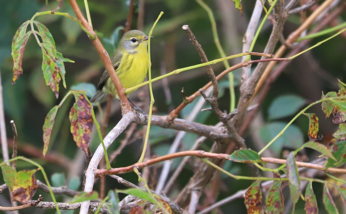 Prairie Warbler - ML641890214