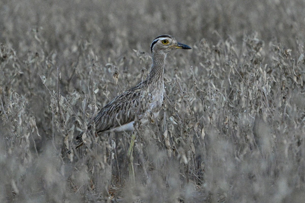Double-striped Thick-knee - ML641890225
