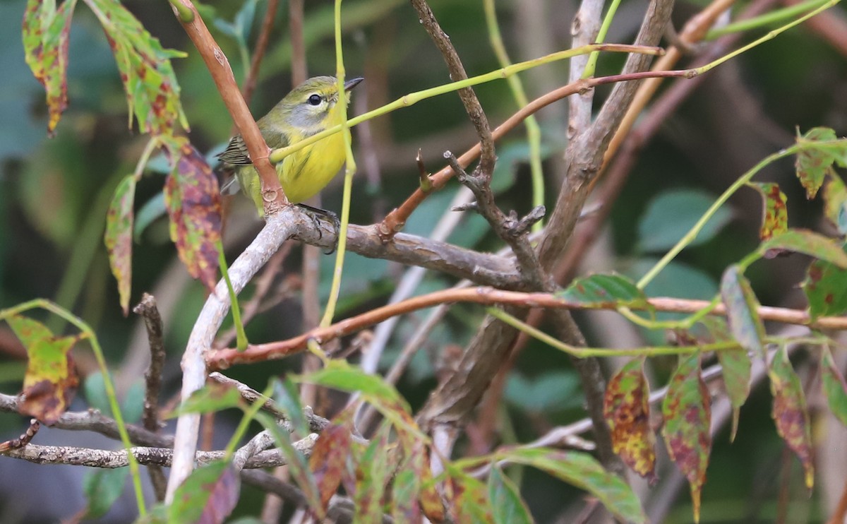 Prairie Warbler - ML641890227