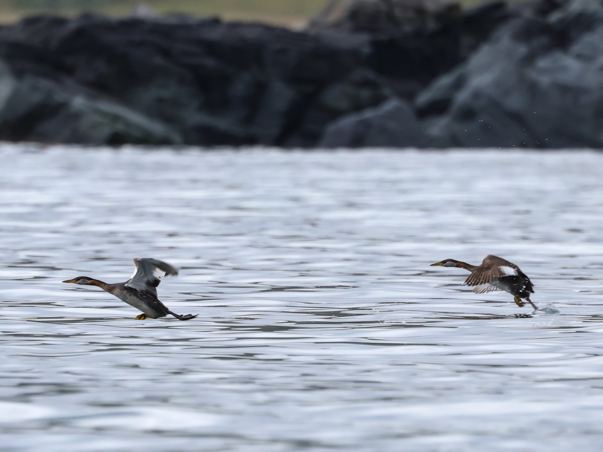 Red-necked Grebe - ML641890246