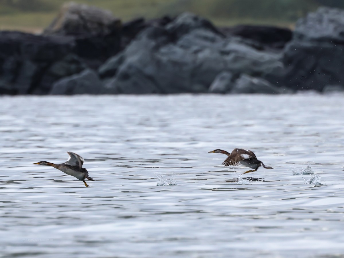 Red-necked Grebe - ML641890247