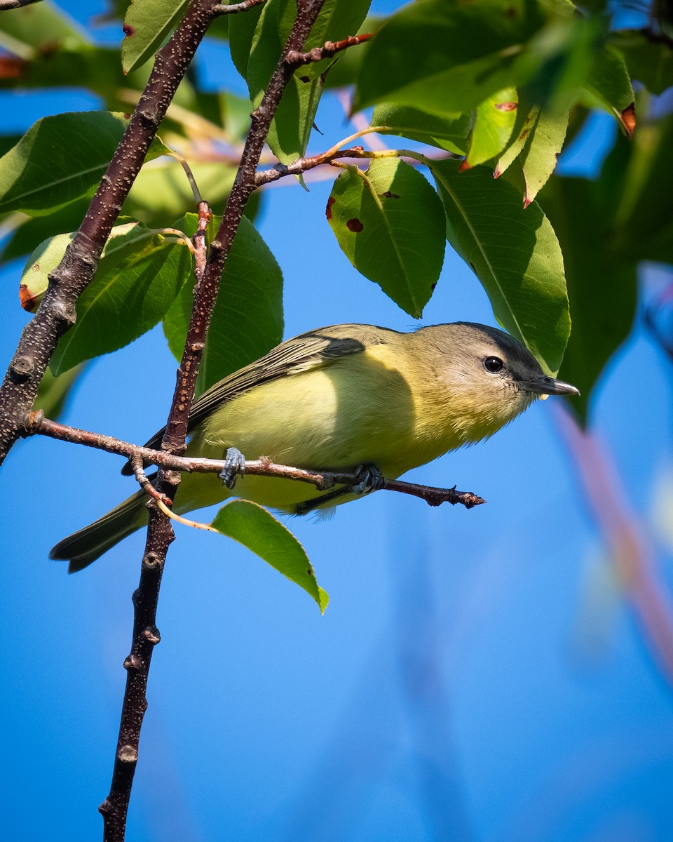 Vireo de Filadelfia - ML641890251