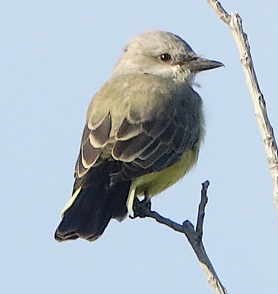 Western Kingbird - ML641890252