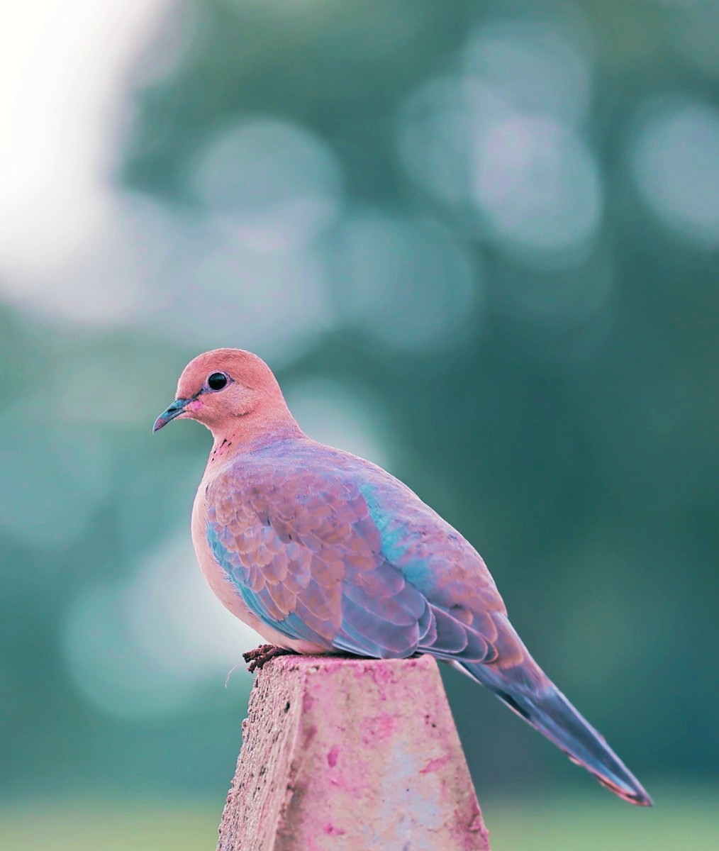 Laughing Dove - ML641890277