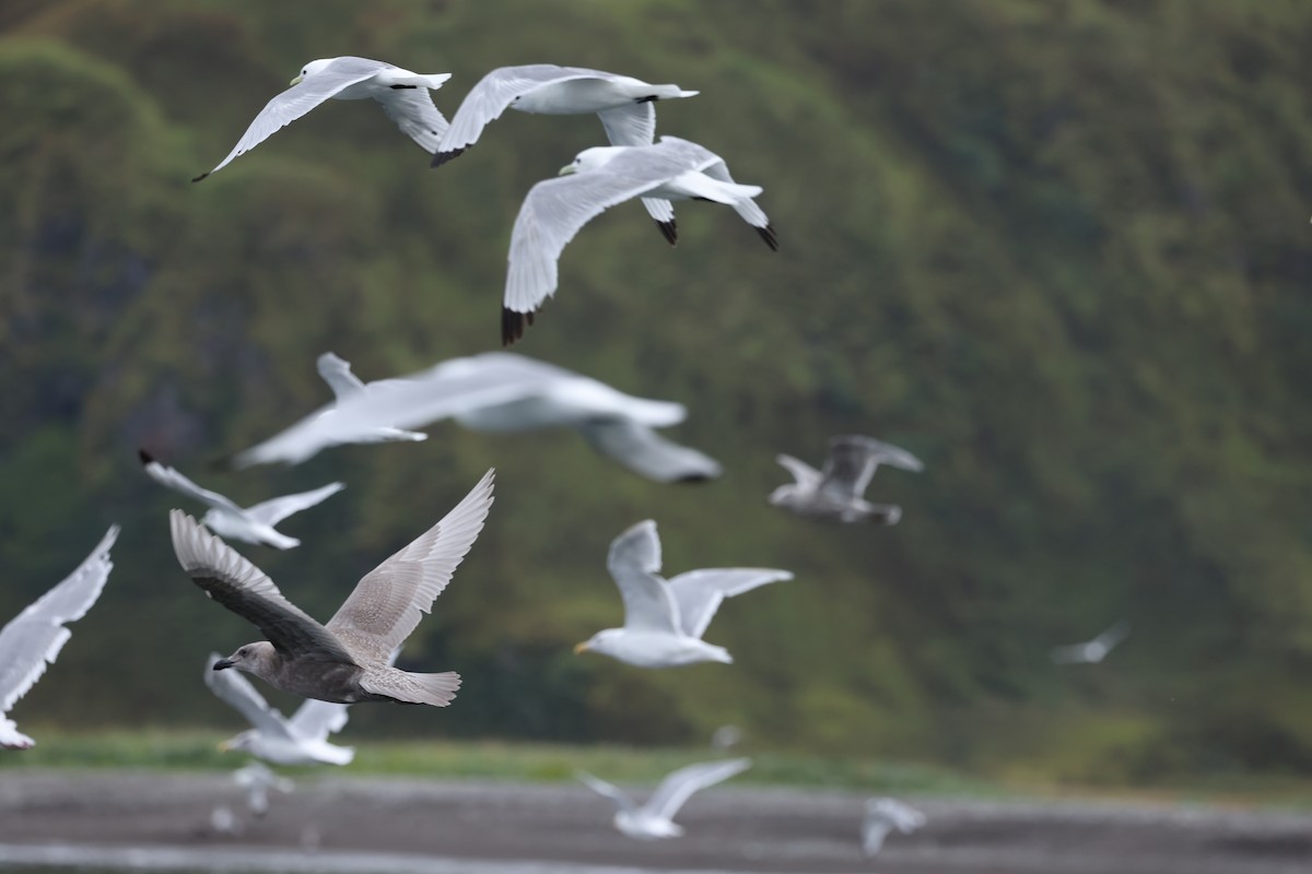 Black-legged Kittiwake - ML641890286