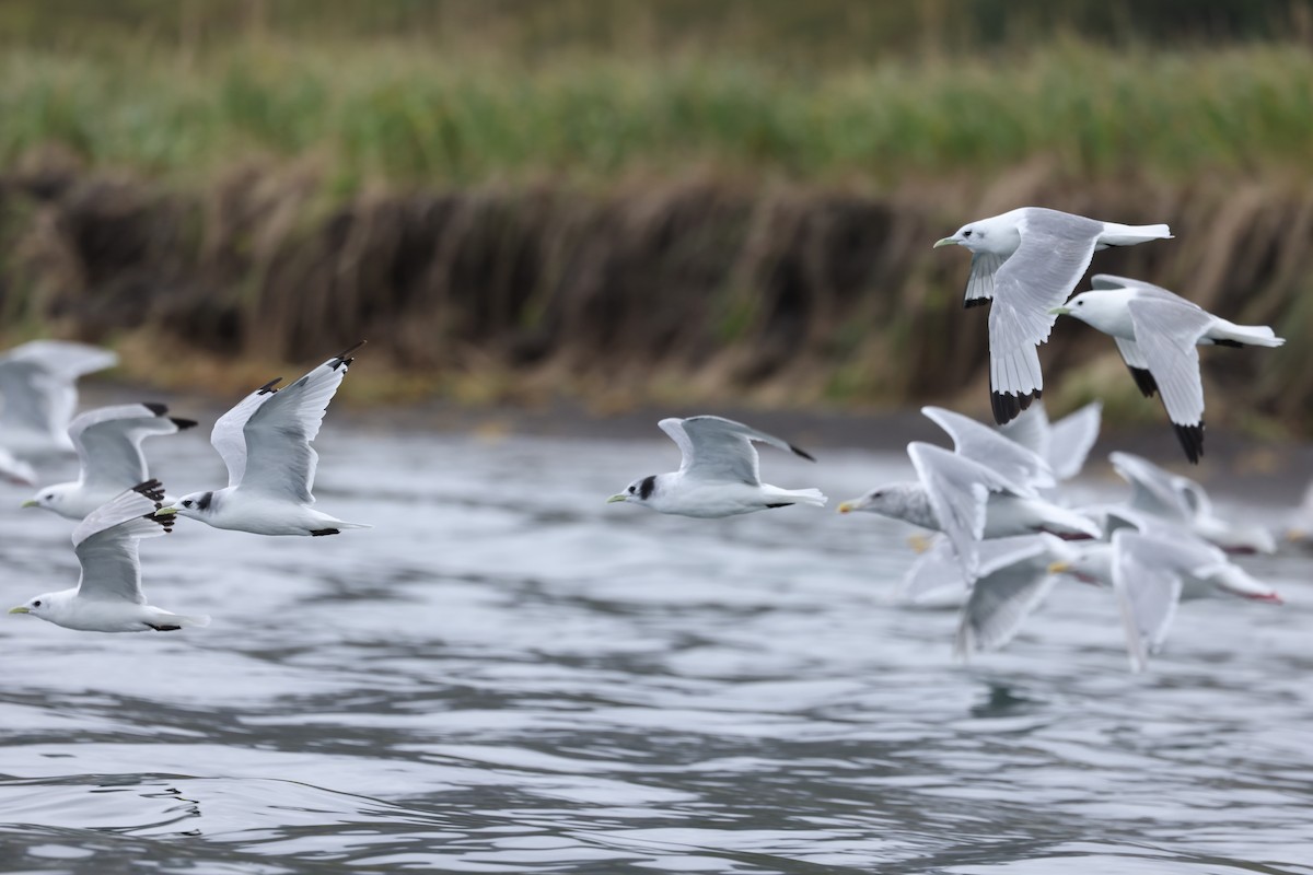 Black-legged Kittiwake - ML641890287