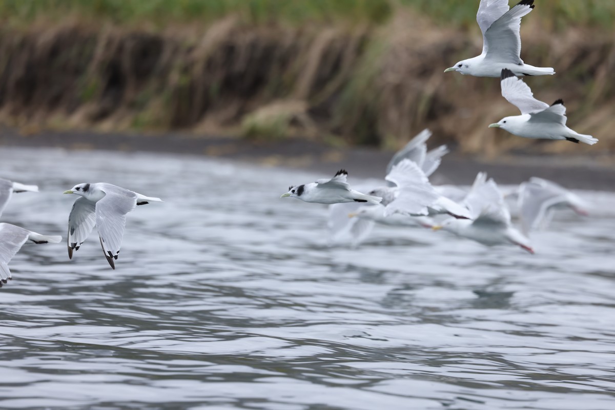 Black-legged Kittiwake - ML641890288