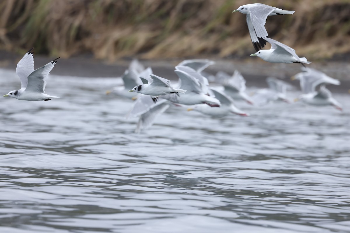 Black-legged Kittiwake - ML641890289