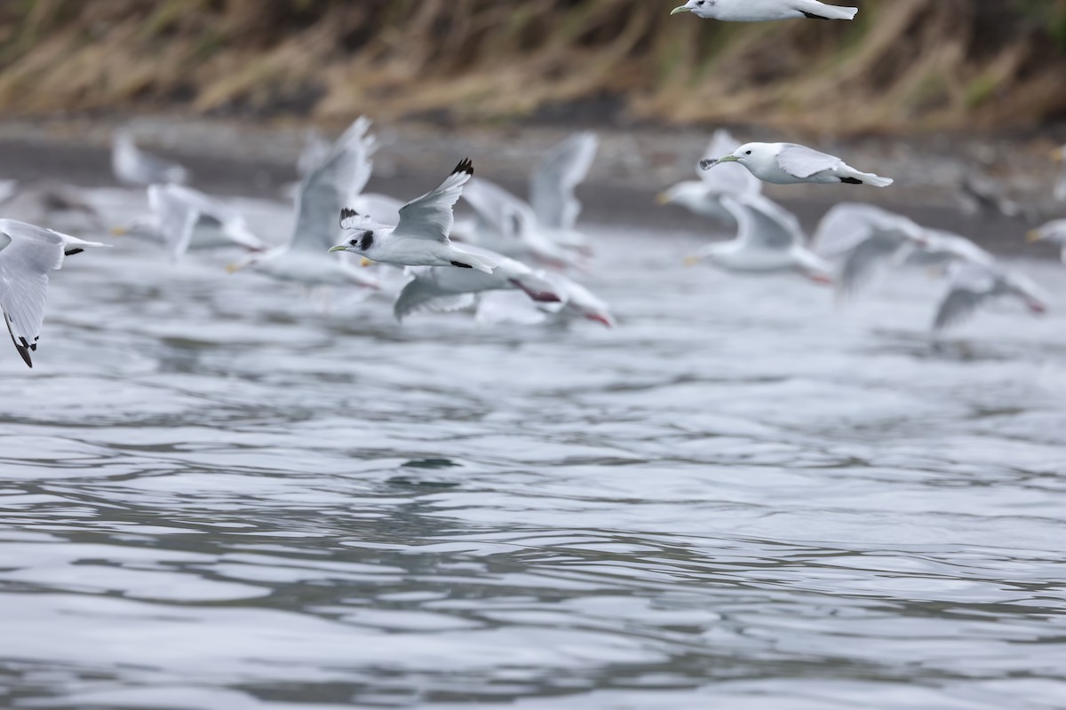 Black-legged Kittiwake - ML641890290