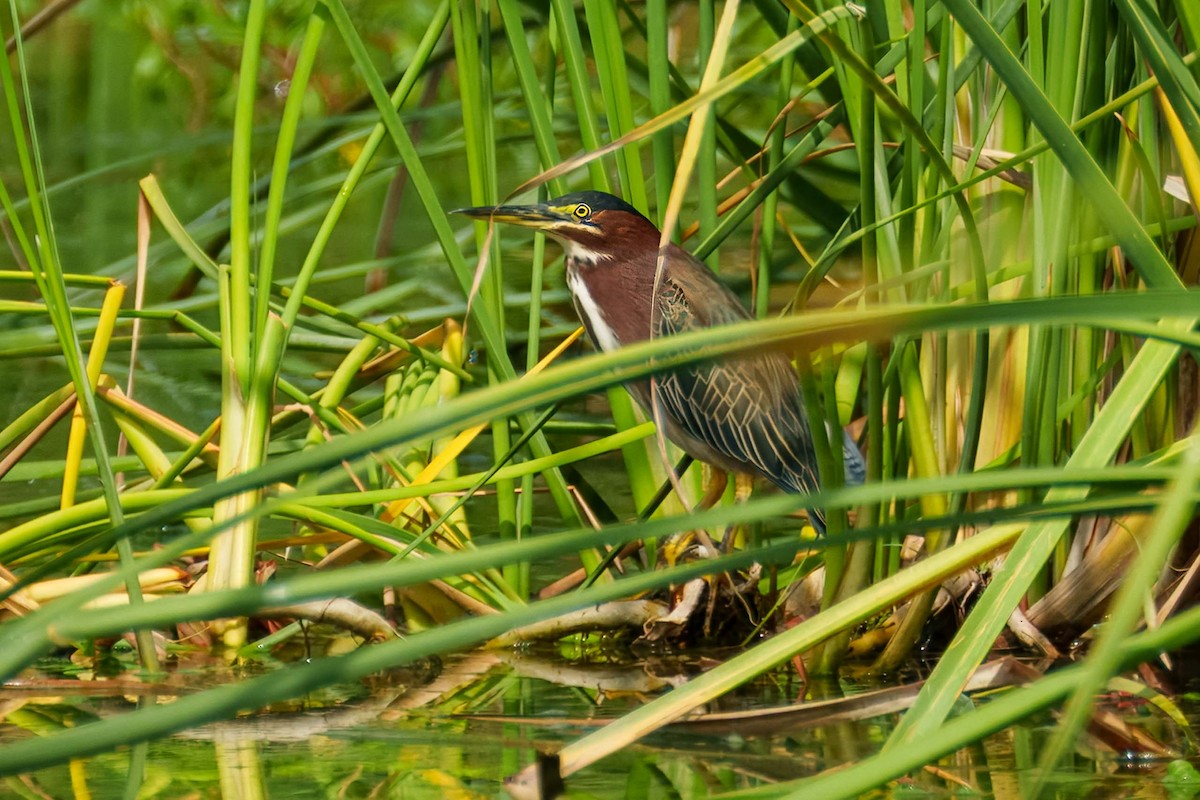 Green Heron - ML641890291