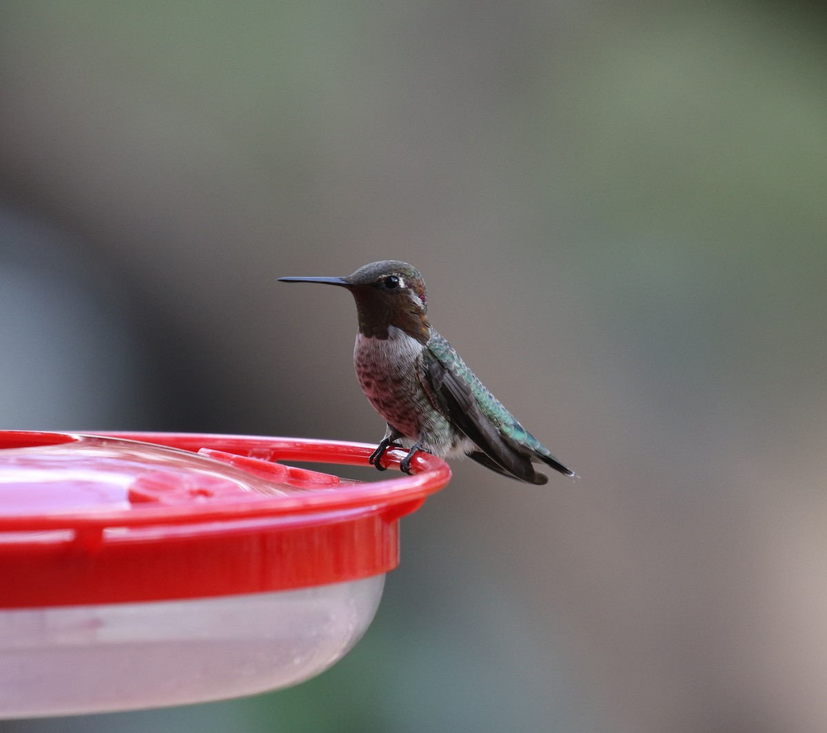 Anna's Hummingbird - ML641890304