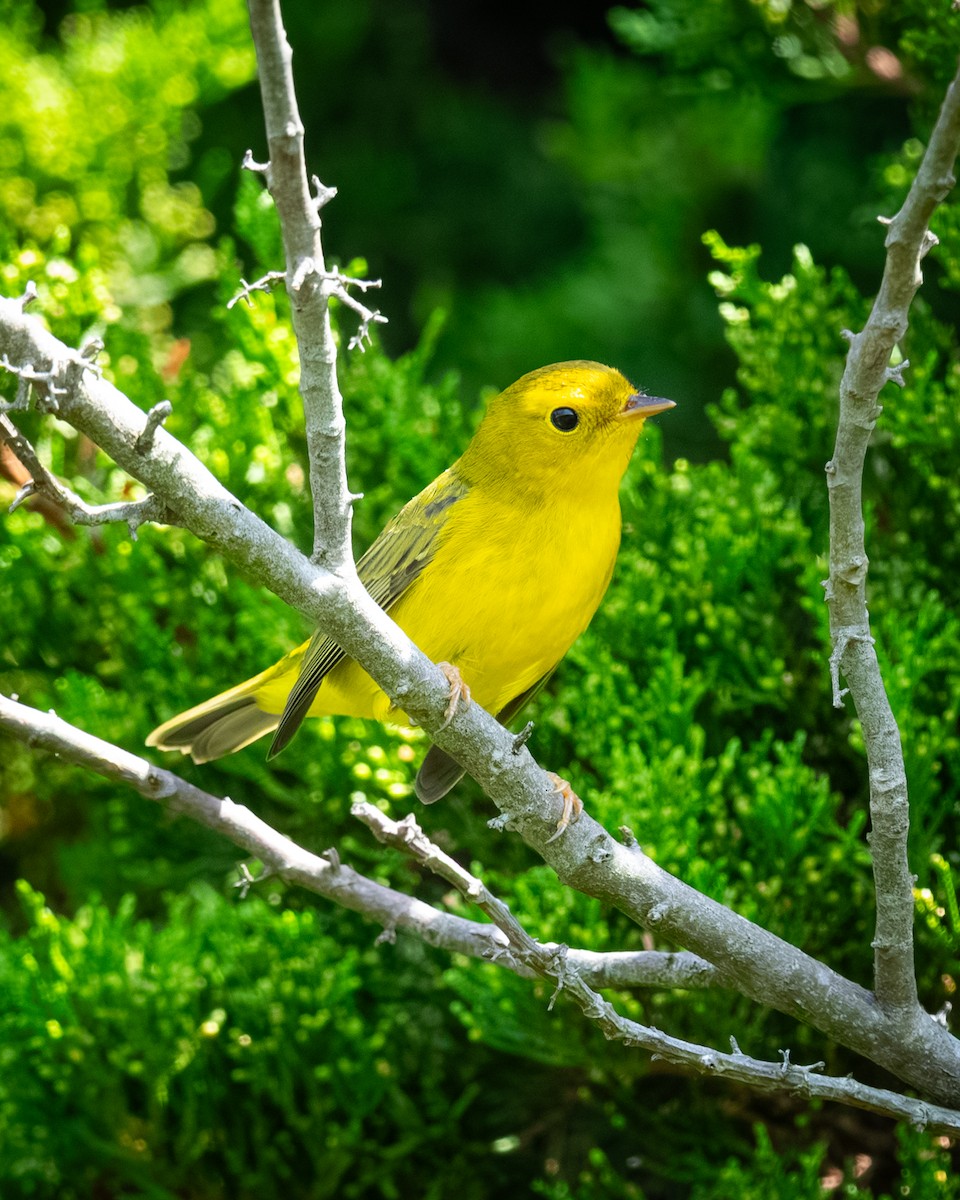Wilson's Warbler - ML641890306