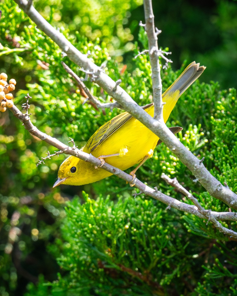 Wilson's Warbler - ML641890307