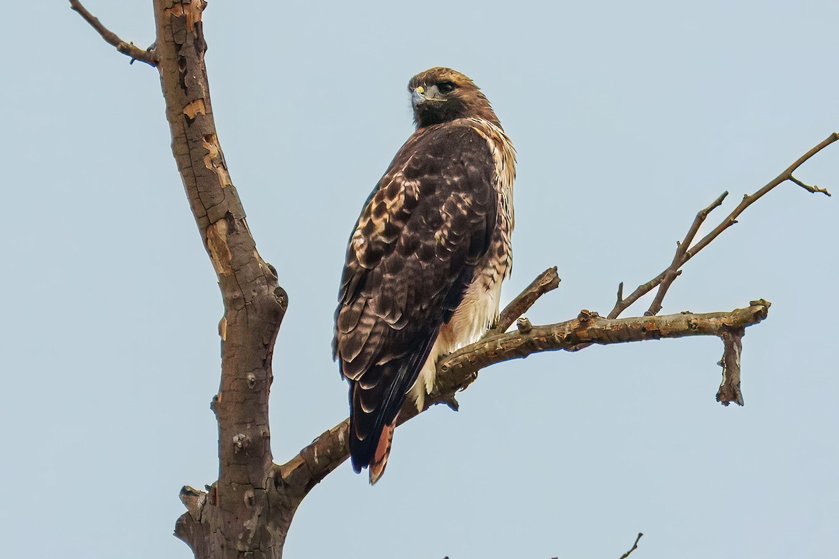 Red-tailed Hawk - ML641890308