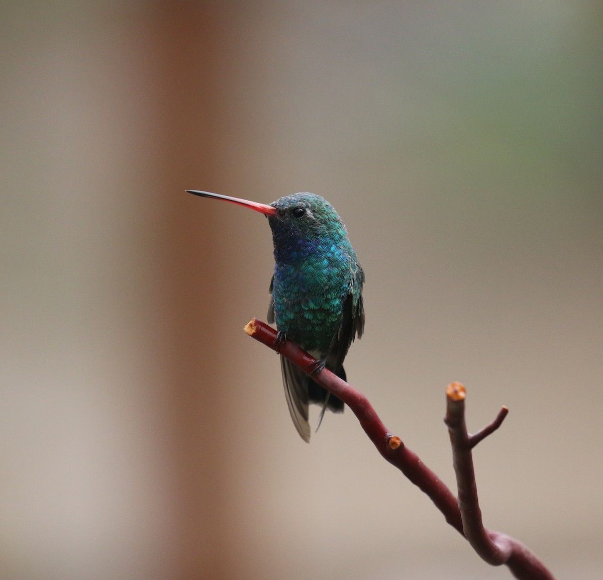 Broad-billed Hummingbird - ML641890310