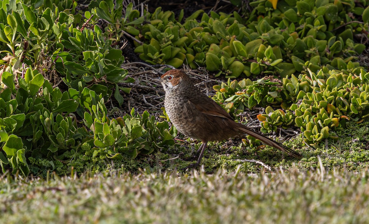 Rufous Bristlebird - ML641890316