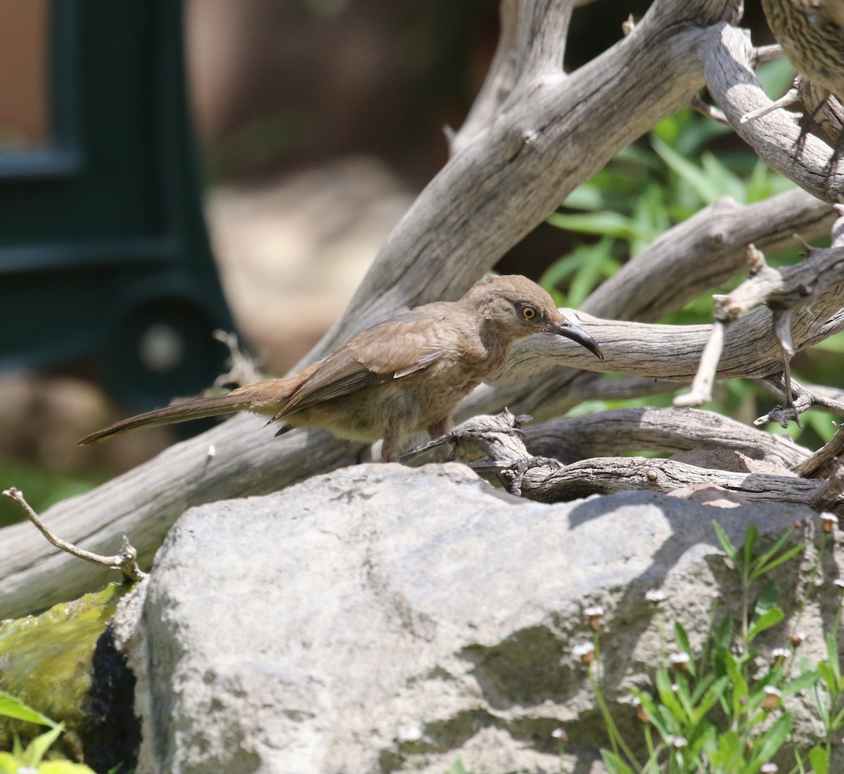 Curve-billed Thrasher - ML641890330