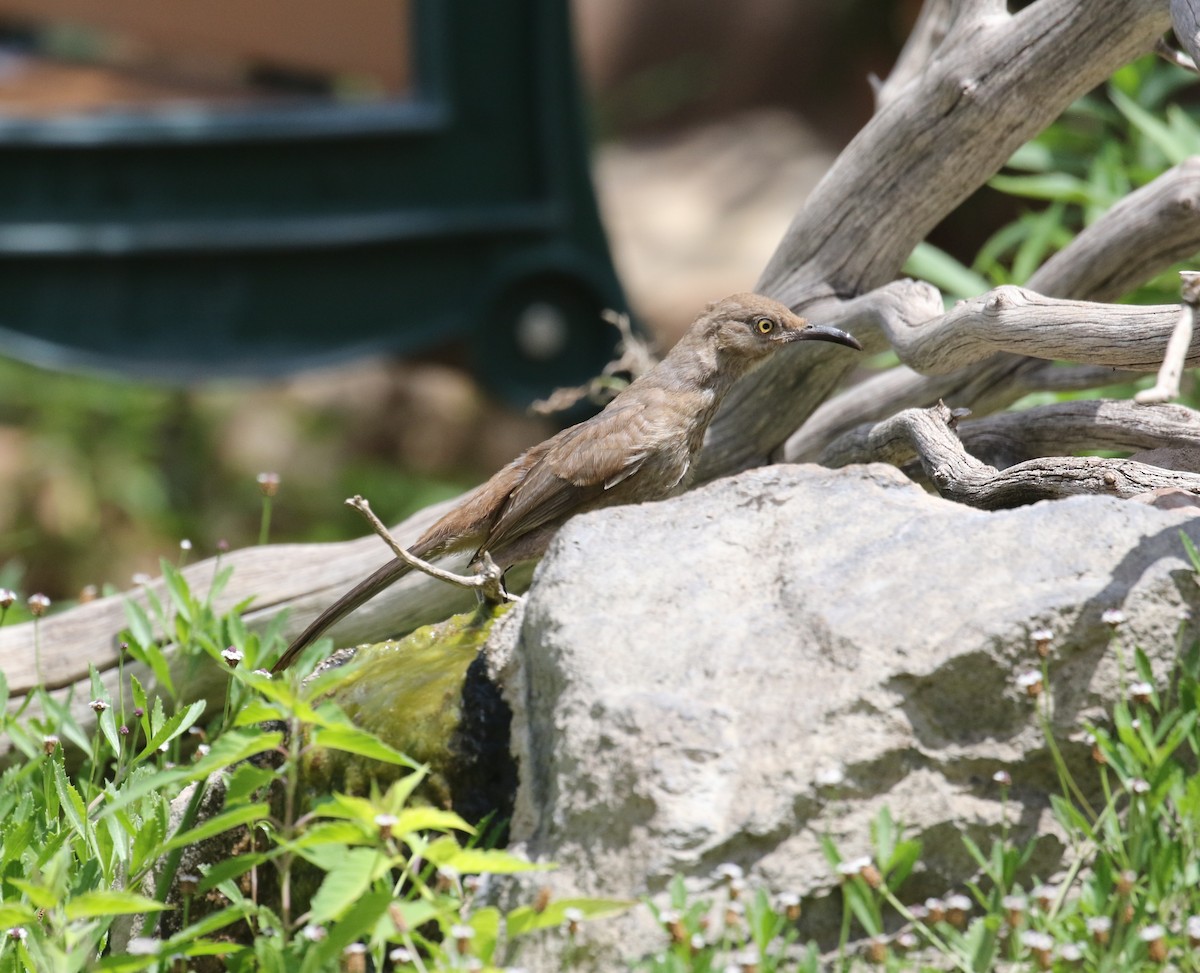 Curve-billed Thrasher - ML641890331