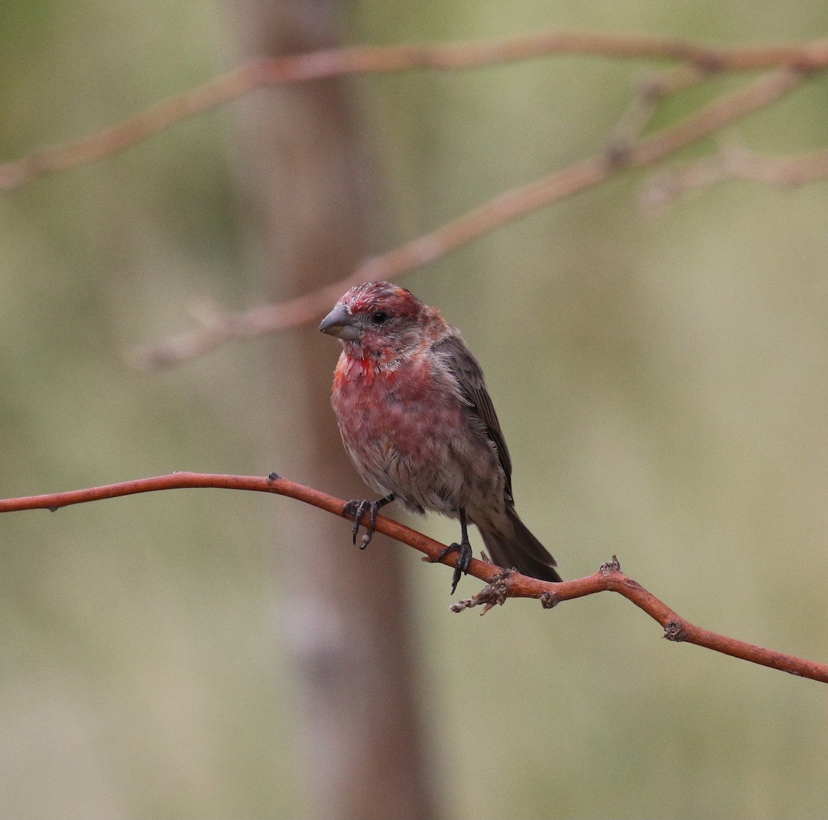 House Finch - ML641890341