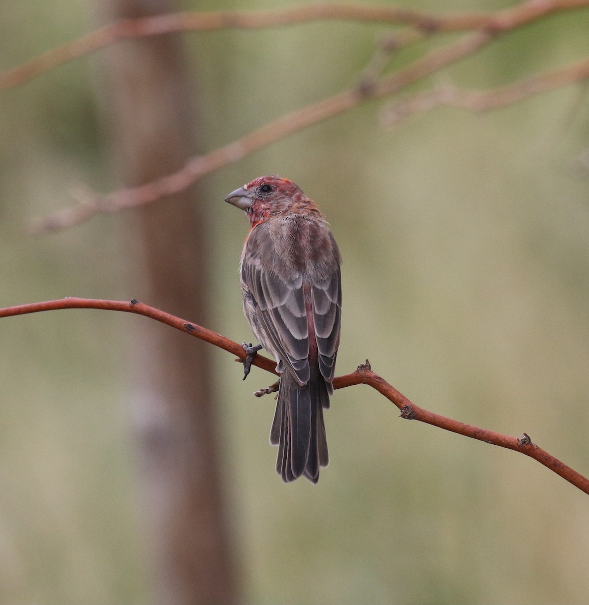 House Finch - ML641890342