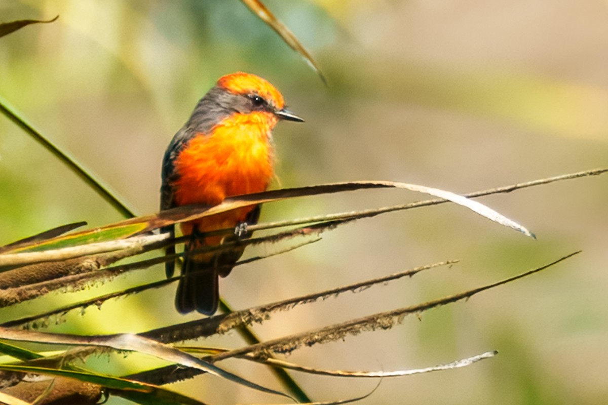 Vermilion Flycatcher - ML641890345
