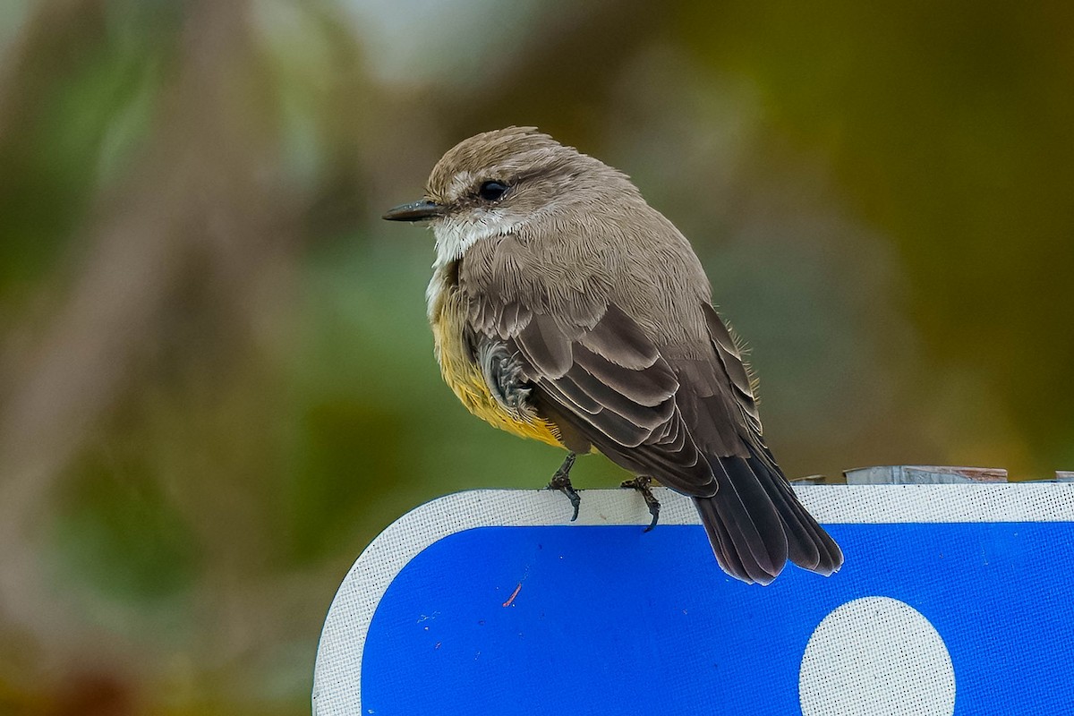 Vermilion Flycatcher - ML641890346