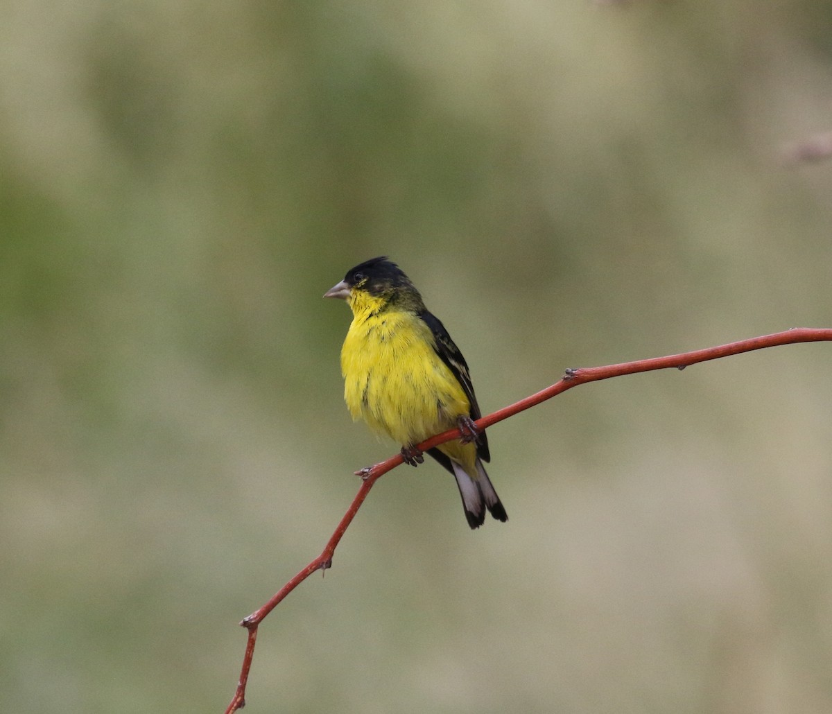 Lesser Goldfinch - ML641890349