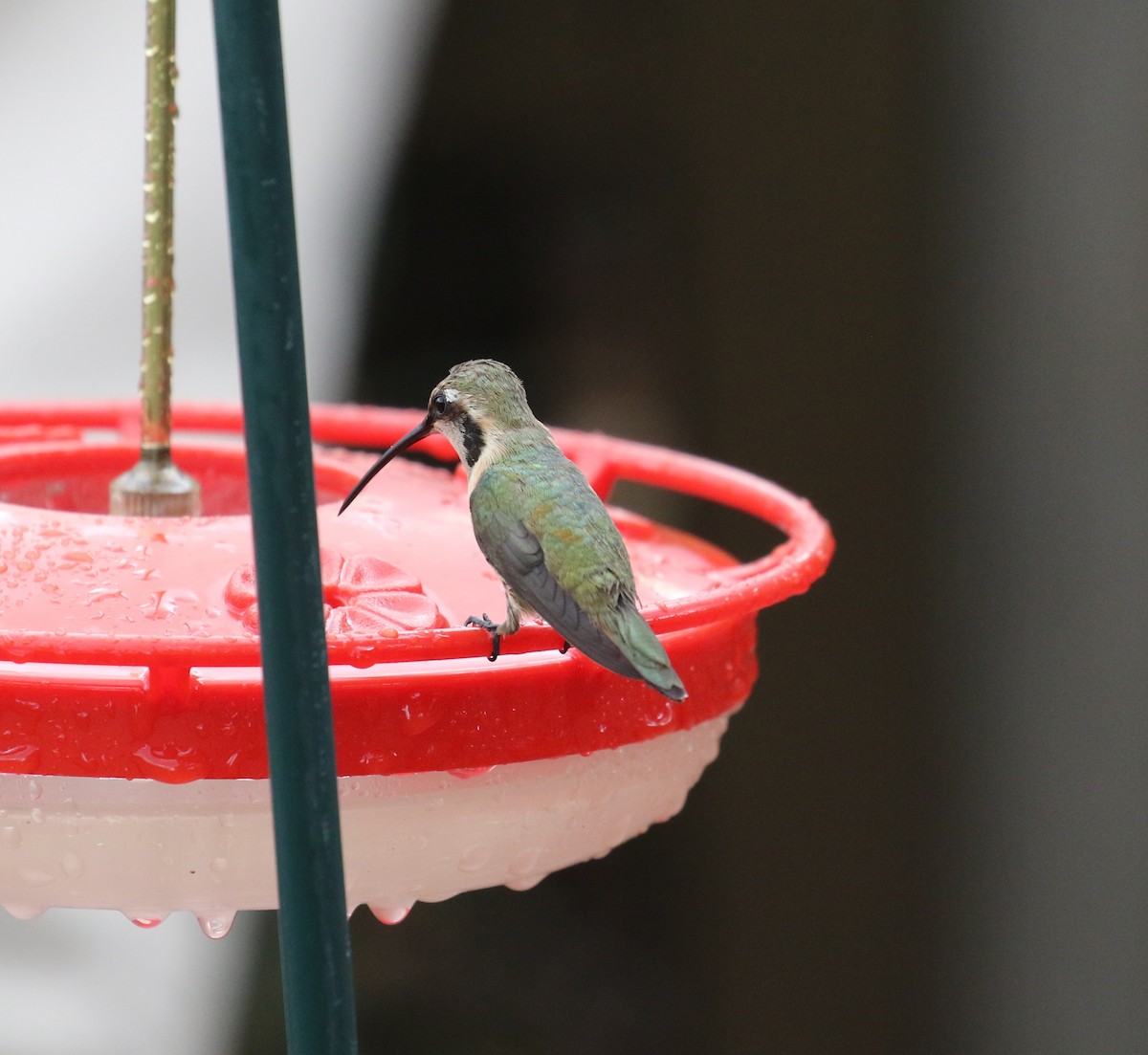 Lucifer Hummingbird - ML641890360