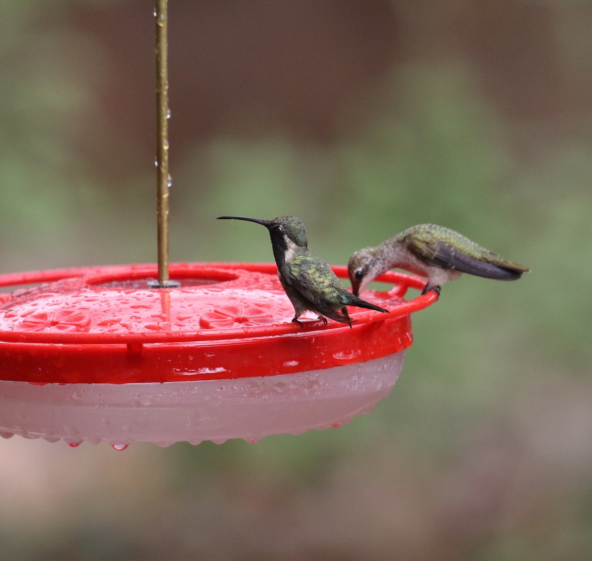 Lucifer Hummingbird - ML641890361