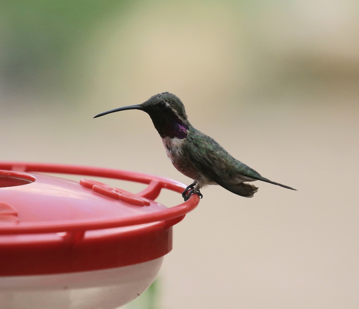 Lucifer Hummingbird - ML641890363
