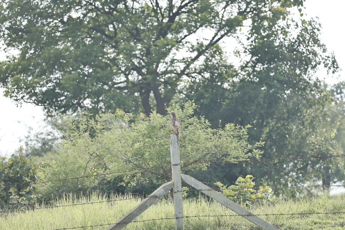 White-eyed Buzzard - ML641890368