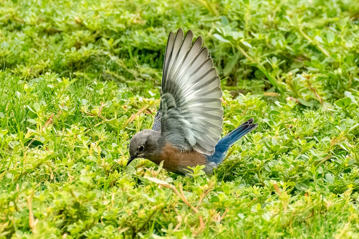 Blaukehl-Hüttensänger - ML641890370