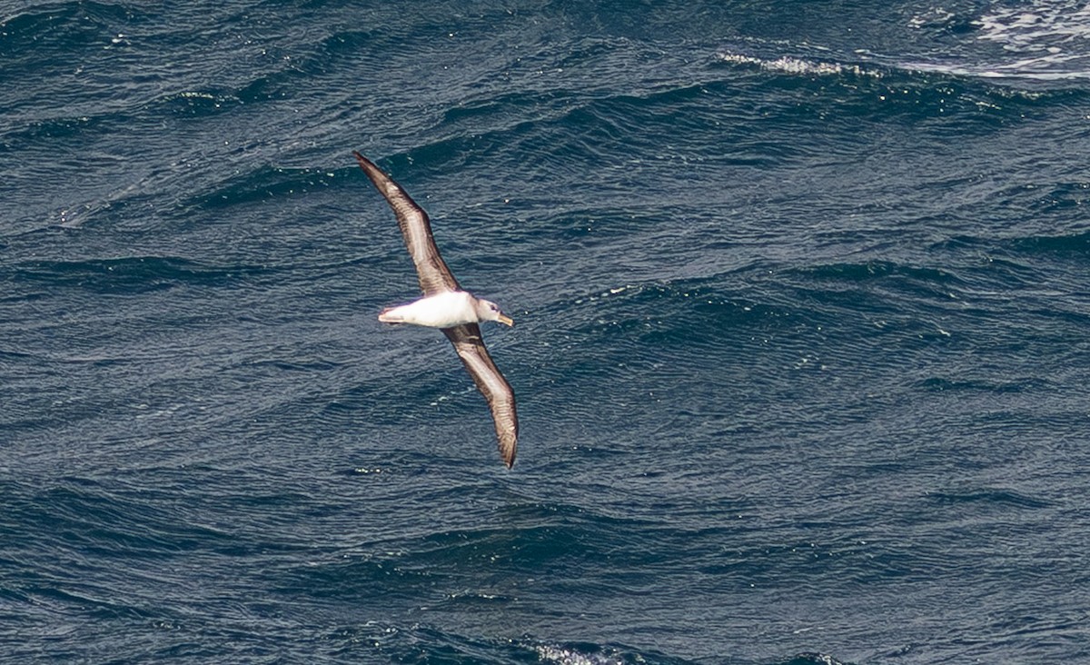 Black-browed Albatross (Black-browed) - ML641890376
