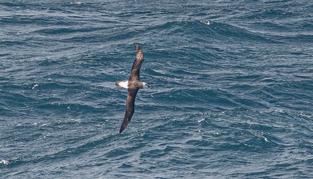 Black-browed Albatross (Black-browed) - ML641890377