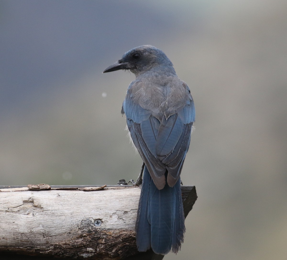 Mexican Jay - ML641890379