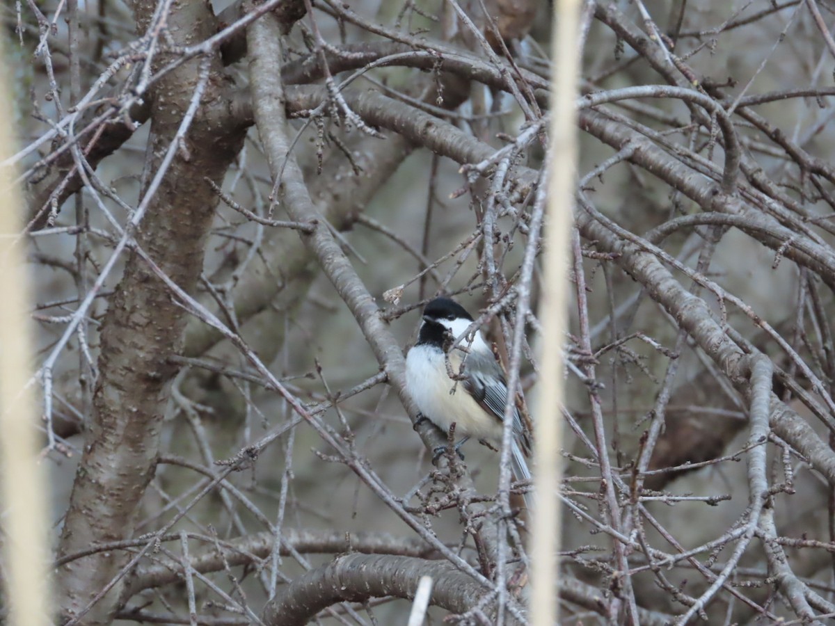 Black-capped Chickadee - ML641890381