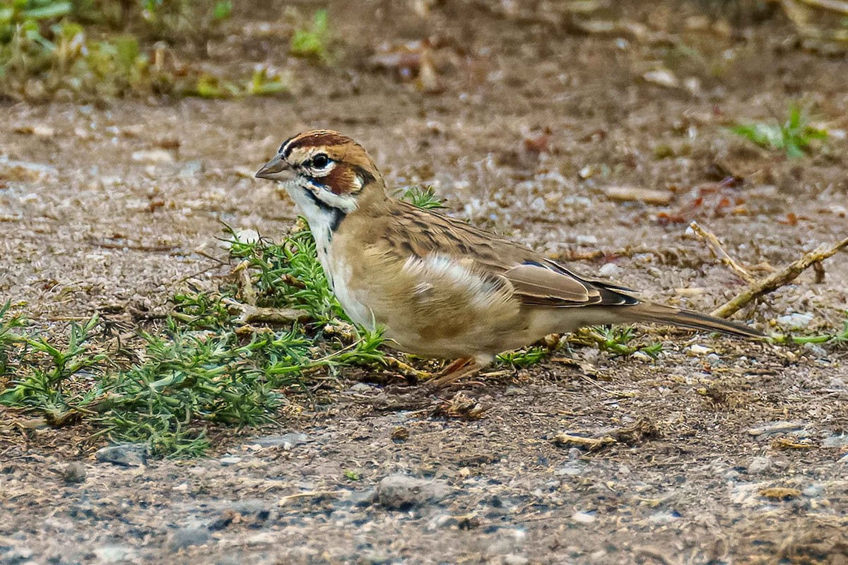 Lark Sparrow - ML641890388