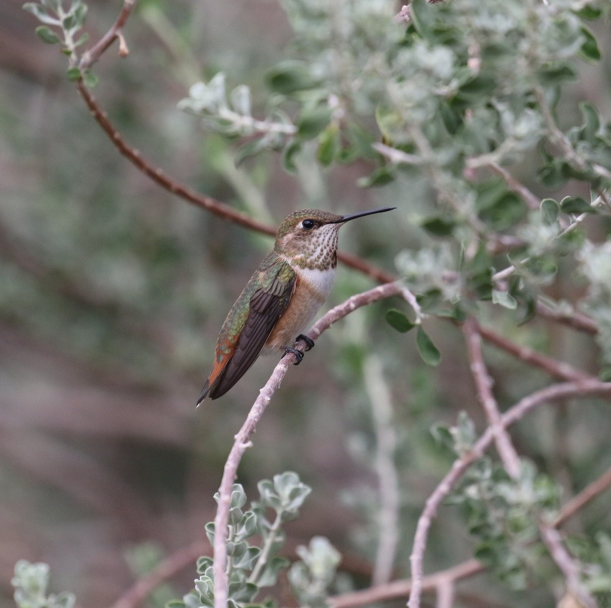 Rufous Hummingbird - ML641890389
