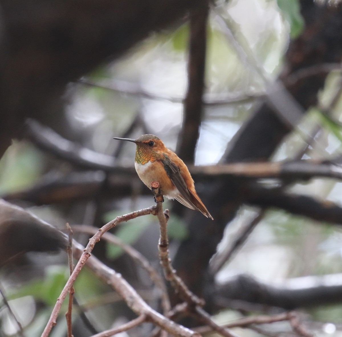 Rufous Hummingbird - ML641890390