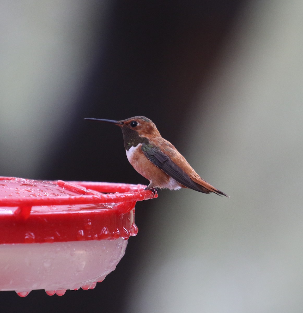 Rufous Hummingbird - ML641890391