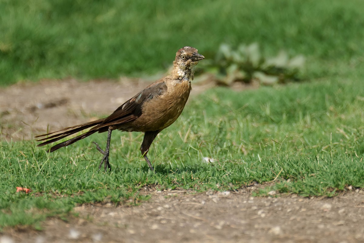 Great-tailed Grackle - ML641890402