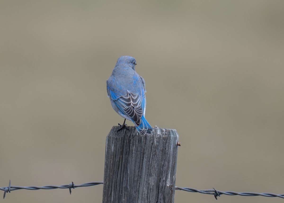 Mountain Bluebird - ML641890430