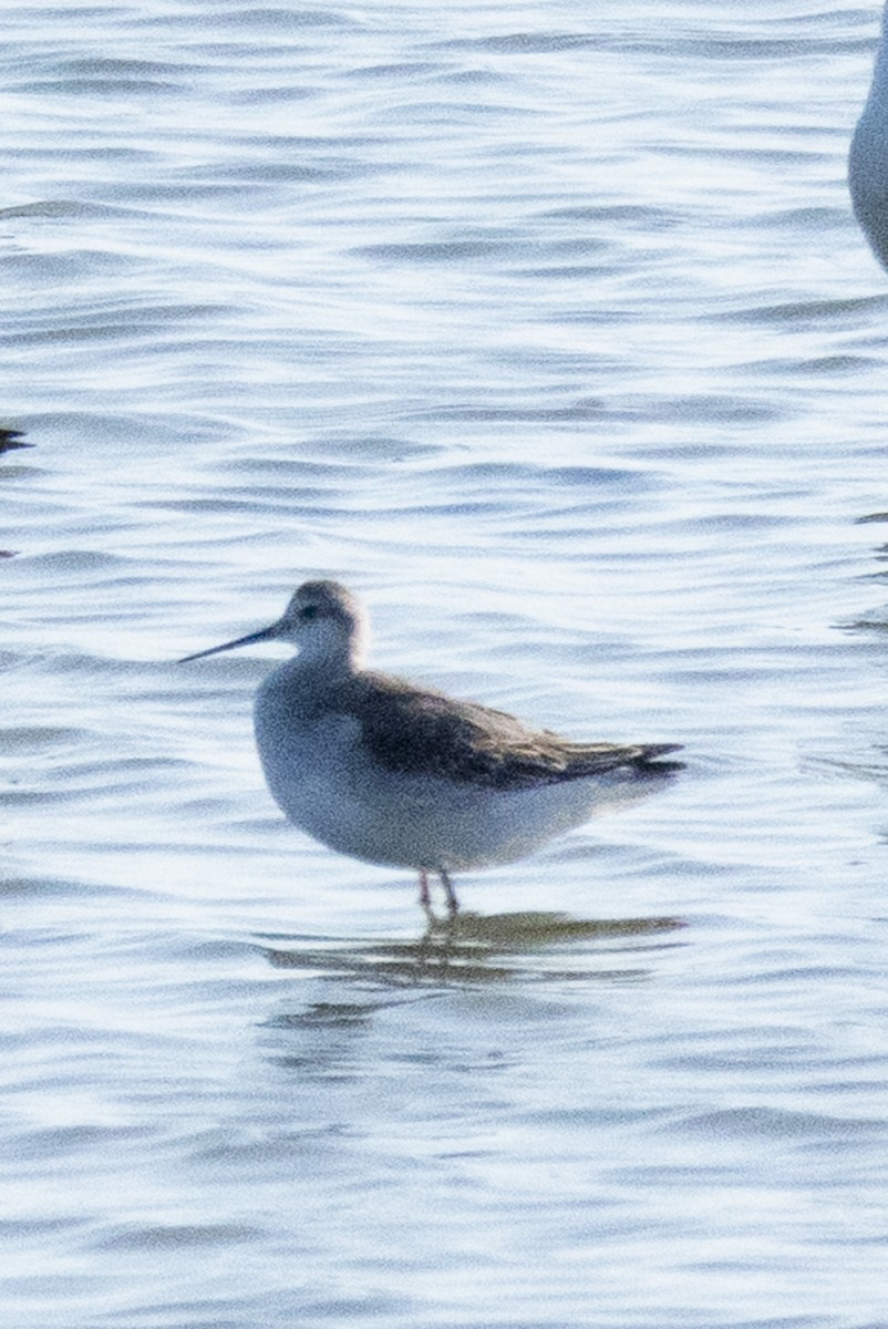 Wilson's Phalarope - ML641890438