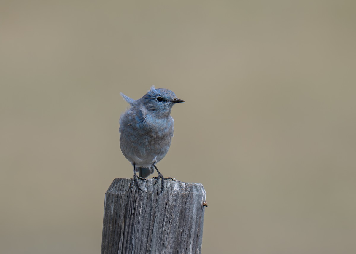 Mountain Bluebird - ML641890443